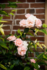 pink roses in a garden