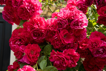 bouquet of red roses in the garden