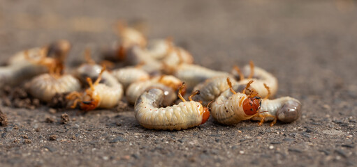 pędrak. Larwa, chrząszcz, majowego. Szkodnik, rolniczy. Grubs. May beetle larva.