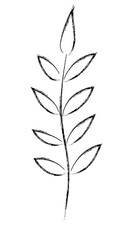 plant hand drawing line chalk style 