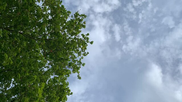 Hojas y nubes