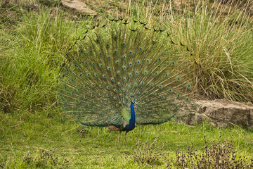 Indian peacock male peafowl at Pench National Park, Sillari Gate . Peacock dance with its wings spread at Pench National Park.