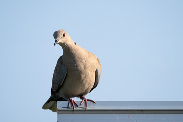 Turteltaube ist eine Vogelart aus der Familie der Tauben