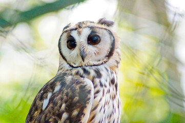 Striped owl perched, over green background