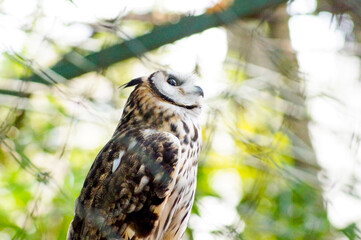Striped owl perched, over green background