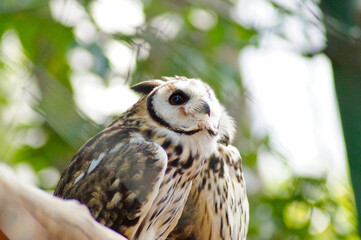 Striped owl perched, over green background