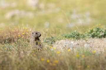 Murmeltier in den Schweizer Alpen
