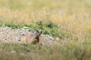 Murmeltier in den Schweizer Alpen