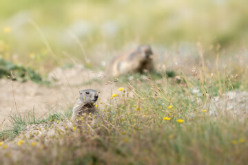 Murmeltier in den Schweizer Alpen