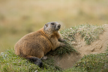 Murmeltier in den Schweizer Alpen