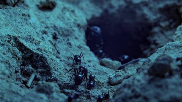 Ants come out of an underground anthill. Slow motion recording.