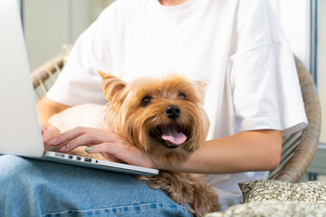 Brunette Female Freelancer with Yorkshire dog Terrier and Laptop. close-up