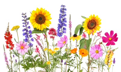 Papier Peint photo Lavable Prairie, marais Colorful summer flowers with  transparent background  