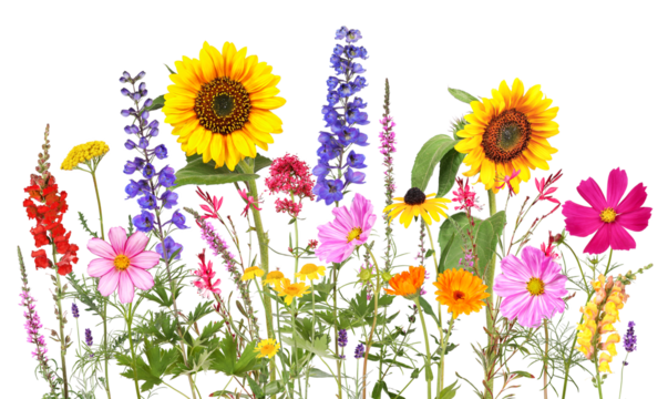 Colorful summer flowers with  transparent background	
