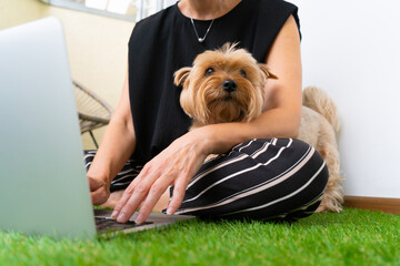 Adult Woman Freelancer Working at Home Office with Yorkshire Terrier and Laptop