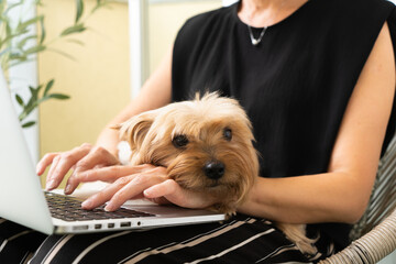 Elegant Brunette Businesswoman Typing on Laptop with Yorkshire Terrier at Home. Close-up.