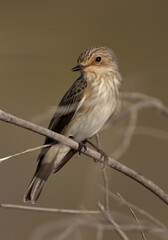 Spotted Flycatcher perched on a twig, Bahrain