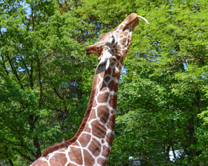 *Giraffe*