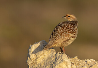 Closeup of a Grey francolin perched on limestone rock at Hamala, Bahrain