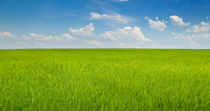 Green wheat field and blue sky. Wide photo.