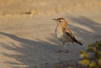 Rufous-tailed Scrub Robin perched on ground at Hamala, Bahrain