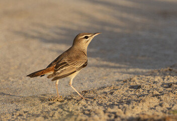White-throated Robin perched on ground at Hamala, Bahrain
