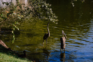 sculptural composition. Herons on the pond. Birds on the shore of the reservoir. Gracefulness.