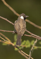 White-cheeked bulbul chick on a tree