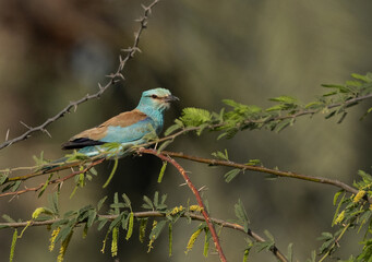 Eurasian roller perched on a tree at Hamala, Bahrain