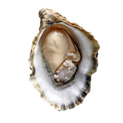 Oyster shell 