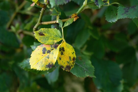 Diplocarpon rosae, rose black spot disease - Powered by Adobe