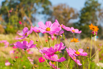 Fototapeta premium Pink cosmos flower field in garden.