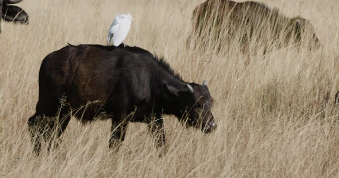 Close-up young Cape Buffalo calf with a cattle egret on its back walking in the long grass