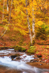 Autumn's Serenade: A Serene River Journey Through the Enchanting Forest