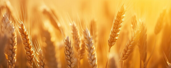 Ripe ears of golden wheat. Summer field at sunset