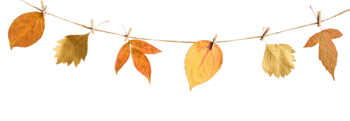 Autumn floral diy garland from dry leaves cut out on transparent background