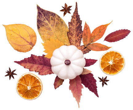 Autumn floral composition. White decorative pumpkin and colorful autumn leaves cut out on transparent background