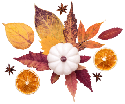 Autumn floral composition. White decorative pumpkin and colorful autumn leaves cut out on transparent background