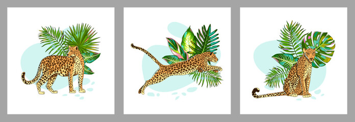 Set of templates with leopards and tropical leaves. The animal sits, stands and jumps. Square posters, covers, wall pictures. Cartoon style. Vector illustration.