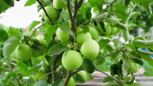 Apple tree with green apples close-up, parallax