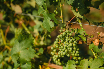 Fresh grapes growing in vineyard on vines in the Midwest