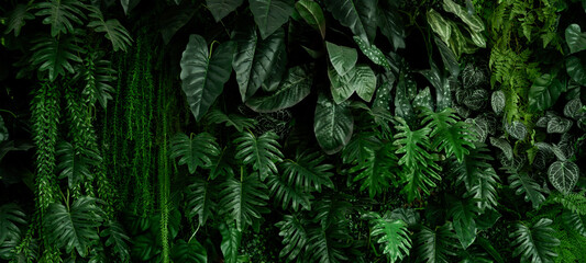 Fototapeta Group background of dark green tropical leaves ( monstera, palm, coconut leaf, fern, palm leaf,bananaleaf) Panorama background. concept of natu obraz