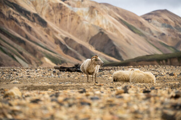 sheep in the sand