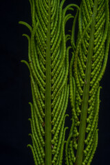 Macro green branches of a fern on a black background.