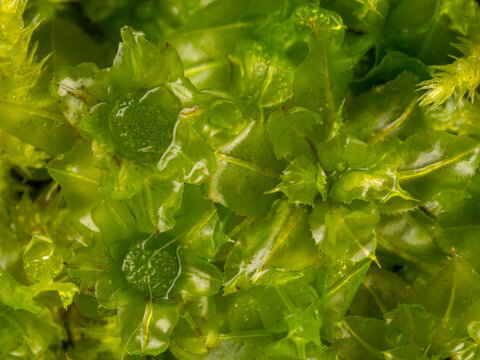 Plagiomnium affine, species of thyme-moss  in the detail