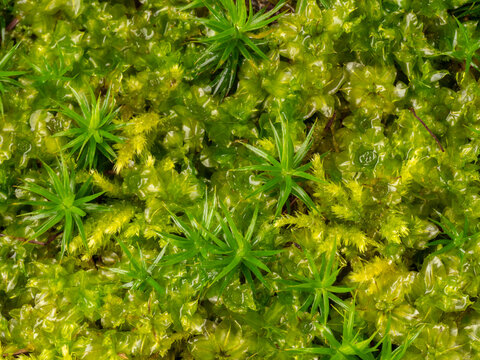 Plagiomnium affine, species of thyme-moss and Polytrichum moss in the detail