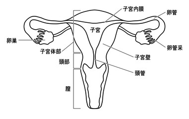 シンプルな子宮と卵巣のイラスト