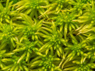 Sphagnum moss, bog moss, quacker moss (peat) in the detail