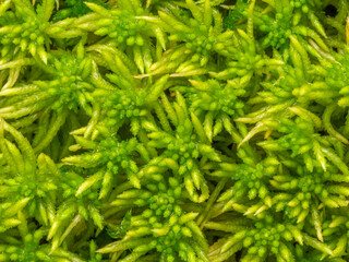 Sphagnum moss, bog moss, quacker moss (peat) in the detail