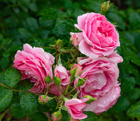 Pink roses in garden